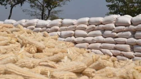 FRA buys 165,684 bags of maize in Mpongwe